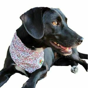 Yabalo Dog's Bandana / Spring Blossoms - μπαντάνες - 2