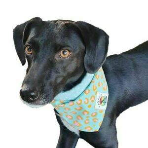 Yabalo Dog's Bandana / Adventurous Tranquility - μπαντάνες - 2