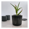 Tiny 20250126183306 66864b2f kaspo ancient beauty