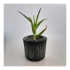 Tiny 20250126183306 c69371f7 kaspo ancient beauty
