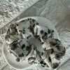 Tiny 20250424184439 083c2718 scrunchie pattern me